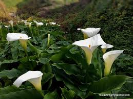 Flowers and floral arrangements for all events, valentine's, weddings, anniversaries, sweet sixteen, quinceañera,. Calla Lily Valley California S Hidden Treasure Golden Hour At Garrapata Beach Explore California With Kids