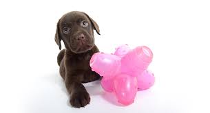 Check spelling or type a new query. Mind Game Toys For Dogs Pasteurinstituteindia Com
