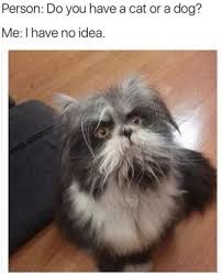 34 Memes And Funny Pictures Game Of Spoons Funny Animal Memes Animal Memes Funny Animal Pictures