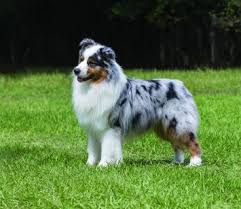 Eastcoast aussie's has a kennel breeding lic and we are inspected once a yr from animal control, there very impressed with my breeding program and can see how much they are all loved. Australian Shepherd Dog Breed Profile Petfinder