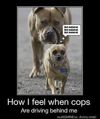 Funnies To Start The New Year With Animal Humour Funny Animal Pictures Funny Animals