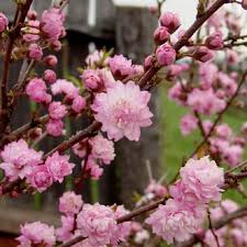 The flowering dogwood tree is commonly known for the light yellow and white flowers that begin to blossom on it during the spring time. Dwarf Flowering Almond Thomas Jefferson S Monticello