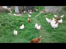 Tavuk Isinde Basarinin Altin Kurali Bu Video Genc Arkadaslara Ve Is Kurmak Isteyenlere Ulassin Youtube 2020 Gencler Tavuk Arkadaslar