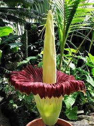 This Giant Corpse Flower Found In An Indonesian Forest Is The World S Largest Bloom Corpse Flower Plants Flowers