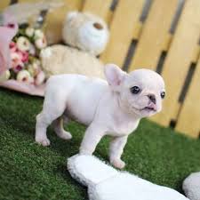 Happy teacup homes are having amazing teacup maltese puppies for sale. Micro Teacup Puppies Available For Sale Los Angeles Animal Pet