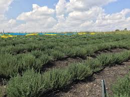 Synnefa Herbs Export