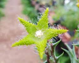 Image result for Orbea dummeri