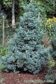 Image result for Diospyros squarrosa