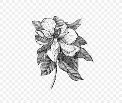 Sketch Drawing Flower Illustration Southern Magnolia Png 560x700px Drawing Anthurium Art Blackandwhite Botanical Illustration Download Free Are you searching for southern magnolia png images or vector? sketch drawing flower illustration