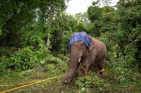 Karnataka's Elephantine Problem