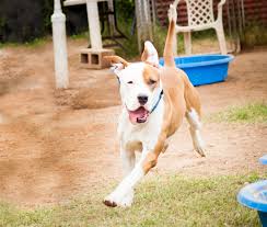 Symbolizes a link to our facebook page. This Animal Care And Control Shelter Isn T Afraid To Share Their Numbers And Try New Ideas Chew On This