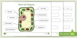 Maybe you would like to learn more about one of these? Specialised Cells Ks3 Cells And Organisation Beyond