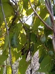 Image result for Aristolochia albida