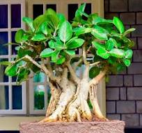 20-year-old Ficus Tree: Bonsai or Not?