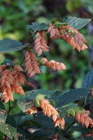 Image result for Flemingia strobilifera
