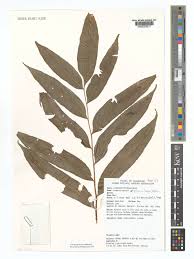 Image result for Lomariopsis guineensis