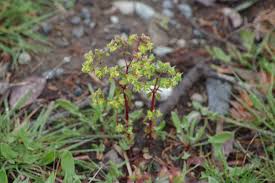 Image result for Hypertelis salsoloides