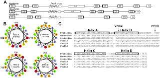 FerA is a Membrane-Associating Four-Helix Bundle Domain in the Ferlin  Family of Membrane-Fusion Proteins | Scientific Reports
