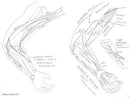 Draw, color and learn about rainforests. Human Anatomy Study Materials Sauropod Vertebra Picture Of The Week