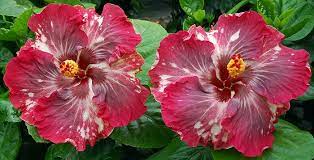 Pin On Hibiscus
