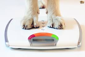 We did not find results for: Tips To Help Underweight Dogs Gain Weight Pets4homes