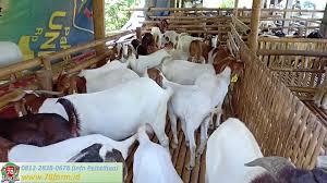 Goat farm hubungi bisnis : 0815 7804 5670 Kursus Ternak Kambing Modern Jogja April 2021