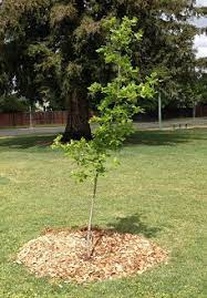 Many restaurants are still open and need your support. Mulching Sacramento Tree Foundation