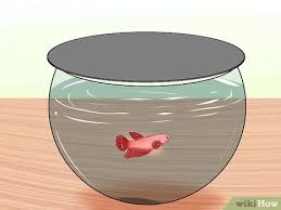 We did not find results for: 3 Ways To Keep Fish When You Have Cats That Like To Hunt Wikihow