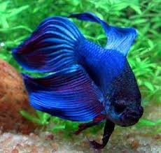 Temperature De L Eau Pour Poisson Combattant