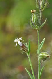 Image result for Silene gallica