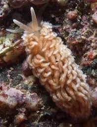 Image result for Selago cecilae