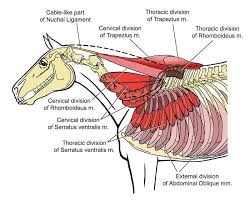 Learn everything about the neck anatomy with this topic page. Equine Reciprocating Systems Examining The Shoulder To Thorax Junction American Farriers Journal