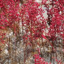 Image result for Suaeda