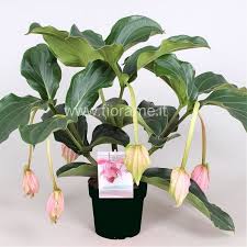 Image result for Medinilla