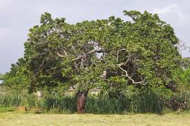 Image result for Anacardium occidentale