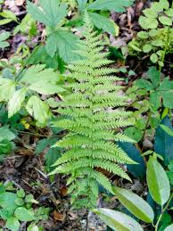 Image result for Thelypteridaceae