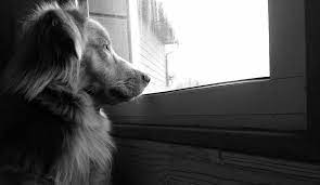 Does My Dog Miss Me When I M Gone Or Do They Forget About Me