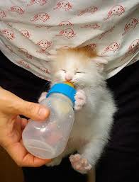 cute kitten getting his bottle kedi yavru kediler evcil hayvanlar