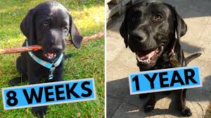 Labrador puppy training involves proper interaction with the other people. Black Labrador Puppy 8 Weeks To 1 Year From Puppy To Dog Youtube