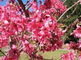 Taiwan Cherry Trees Erupts In January Or February With Flamingo Pink Flowers February Taiwancherry Flowering Cherry Tree Trees And Shrubs Ornamental Cherry