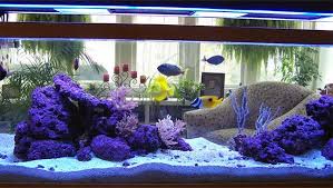 Down To One Marine Aquarium And So Far I M Loving It Aquarium Coral Reef Aquarium Marine Aquarium
