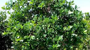 Image result for Capparis fascicularis