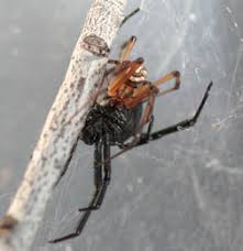 How to control & remove black widow spiders. Western Widow Spider 5 605 Extension