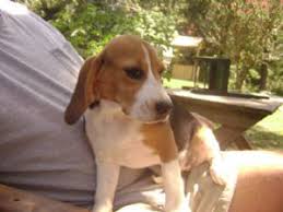 These puppies are current on all shots and are ready for a new home and very playful Beagle Puppies In Texas