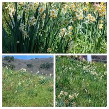 Nelle nostre schede potrete leggere tante curiosità e consigli riguardanti le diverse varietà di vegetazione spontanea che sviluppano fiori dal colore bianco; Raccontare Un Paese Fiori Spontanei Narcisi Narcisi Fiori Orto