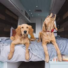 Nala The Golden Retriever On Instagram When You Try To Teach Your Friend How To Vanlife But She Just Isn Golden Retriever Retriever Dogs Golden Retriever