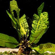 Image result for Aponogeton stuhlmannii