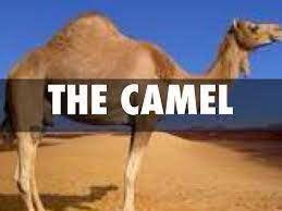 In this video you can see a caravan of camels. Adaptations Of The Camels Desert Animals For Kids Youtube