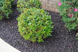 Real green pest and lawn. How To Mulch Shrubs Real Green Pest And Lawn Austin Tx