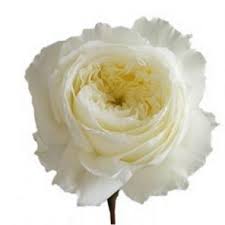 David charles henshaw austin obe was a british rose breeder and writer who lived in shropshire, england. David Austin Garden Rose Patience David Austin Discount Flowers White Wedding Flowers